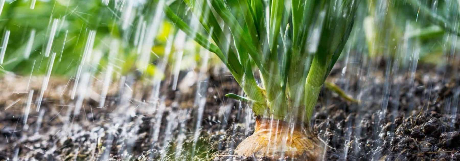 Faire un potager dans le nord