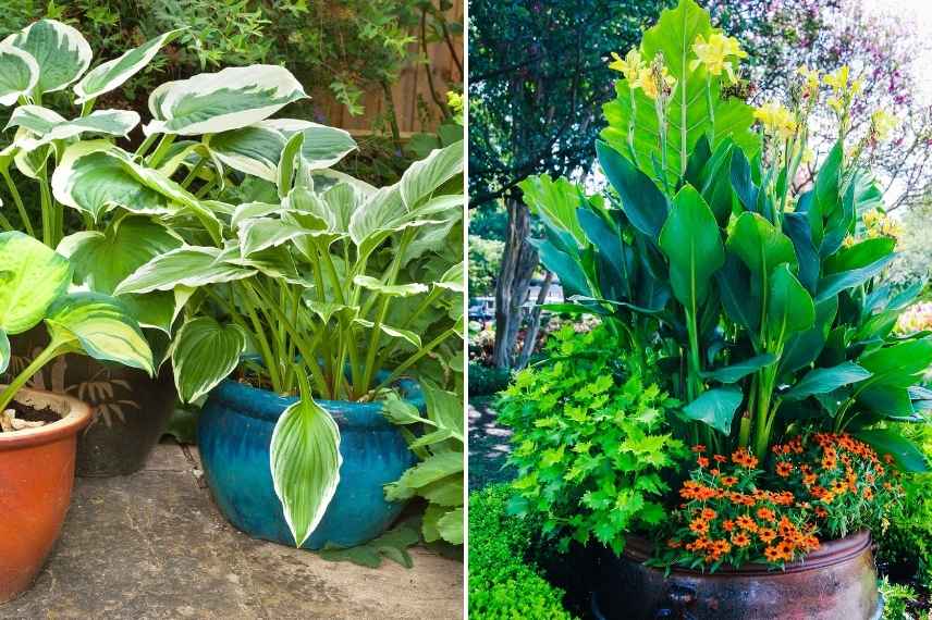 Comment réussir potée de plantes vivaces, plantation vivaces pot balcon terrasse