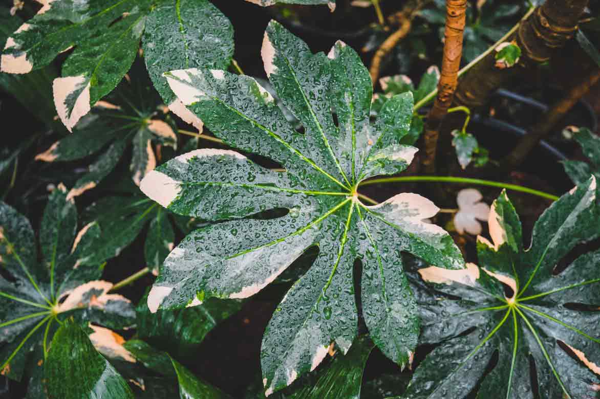 fatsia japonica, faux-aralia