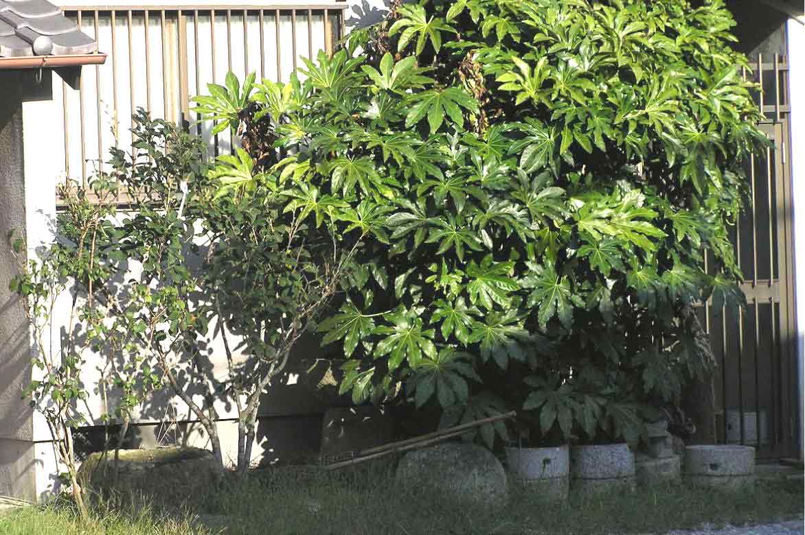 fatsia japonica, faux-aralia