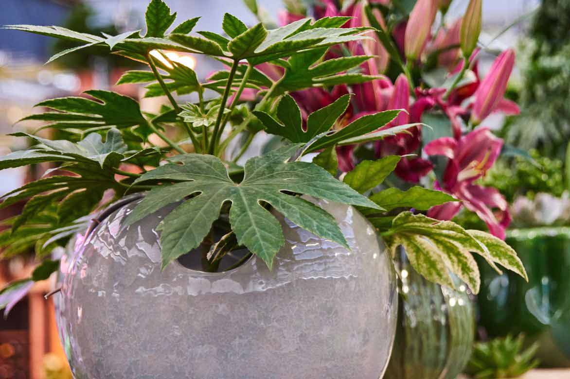 fatsia japonica, faux-aralia