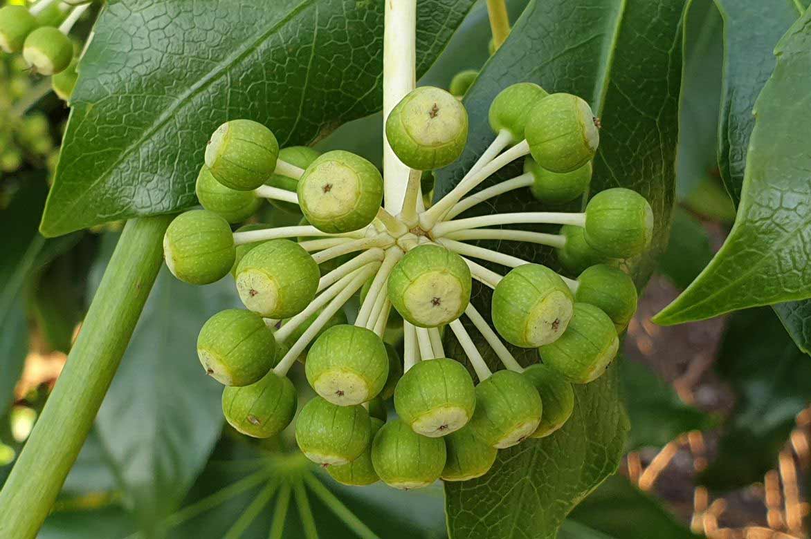  graines fatsia japonica, faux-aralia