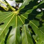 Fatsia du Japon, Faux-Aralia : plantation, culture, entretien.