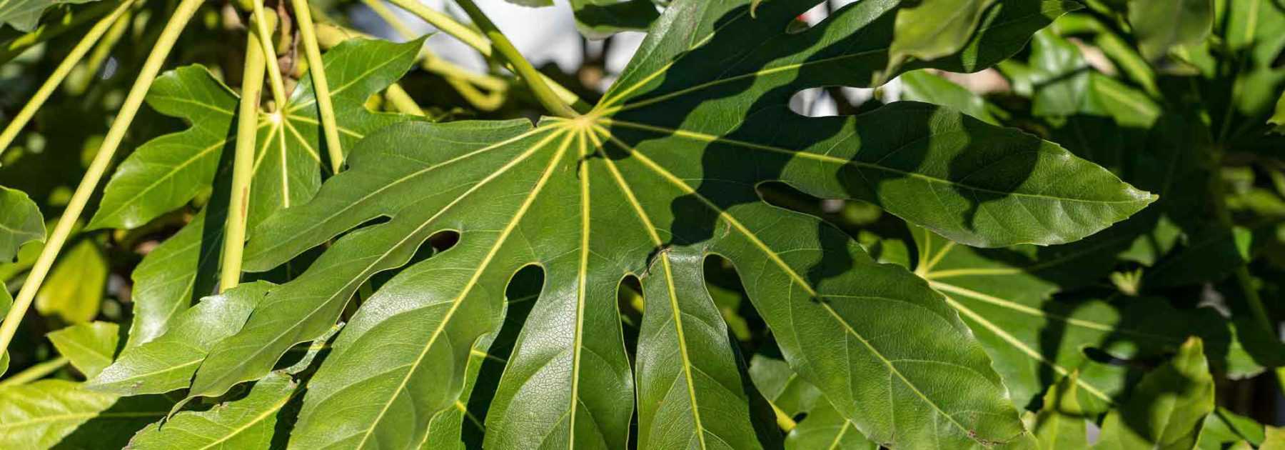 Fatsia du Japon, Faux-Aralia : plantation, culture, entretien.