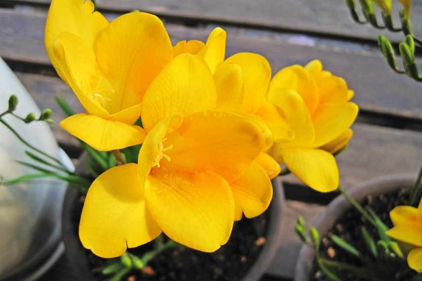 cultiver culture freesia en pot