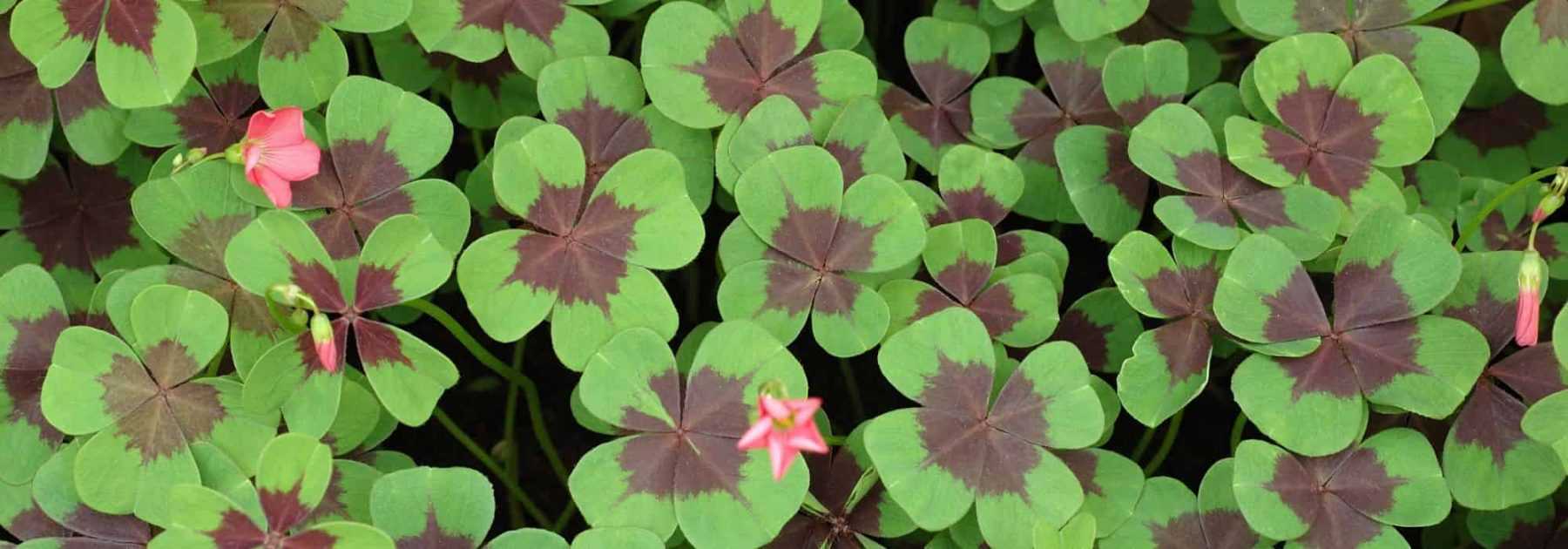 Associer les oxalis