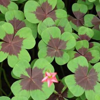 Associer les oxalis