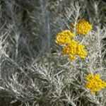 Comment multiplier l'Helichrysum ?