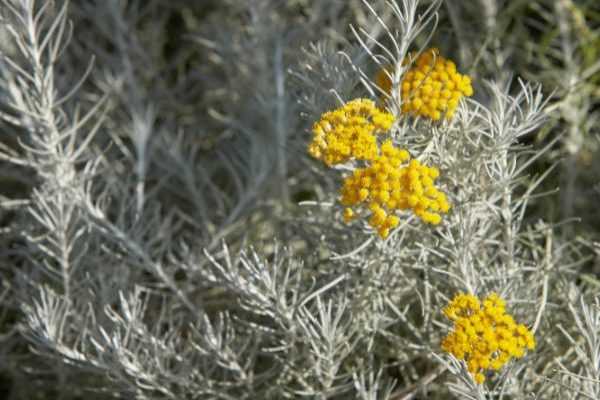 Comment multiplier l'Helichrysum ?