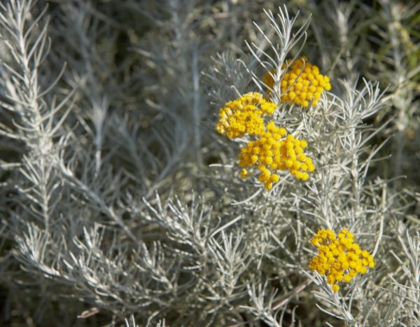 Comment multiplier l'Helichrysum ?