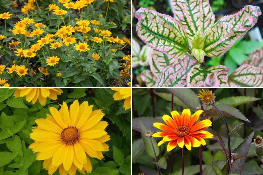 cultiver Heliopsis pot bac jardinière