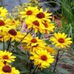 Cultiver l'Heliopsis en pot