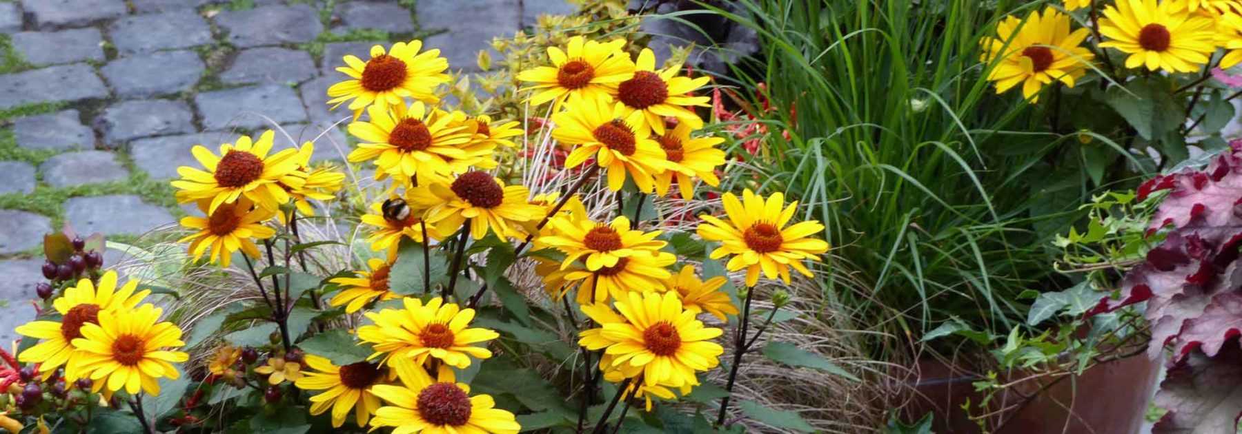 Cultiver l'Heliopsis en pot