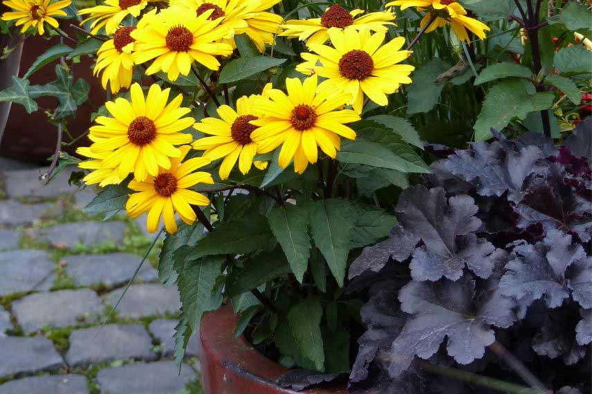 cultiver Heliopsis pot bac jardinière