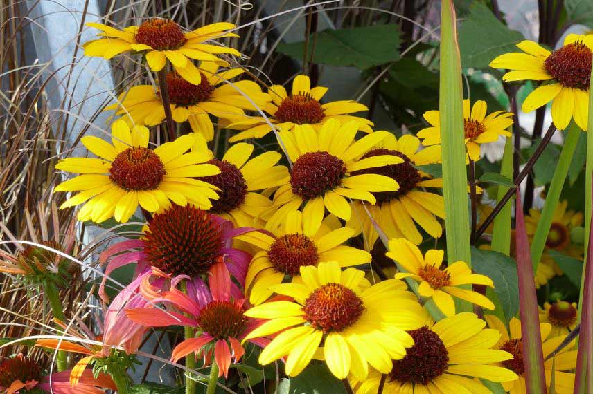 cultiver Heliopsis pot bac jardinière