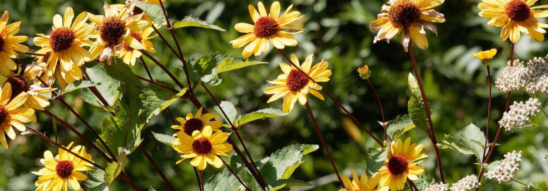 Heliopsis : 5 idées d'associations