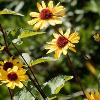 Heliopsis : 5 idées d'associations