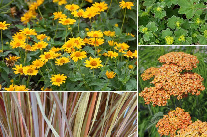 association heliopsis au jardin