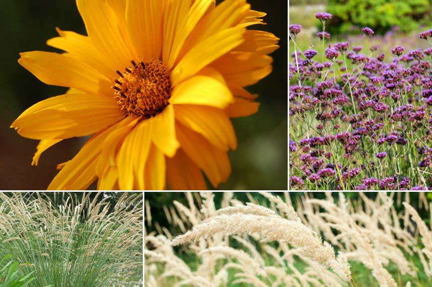 association heliopsis au jardin