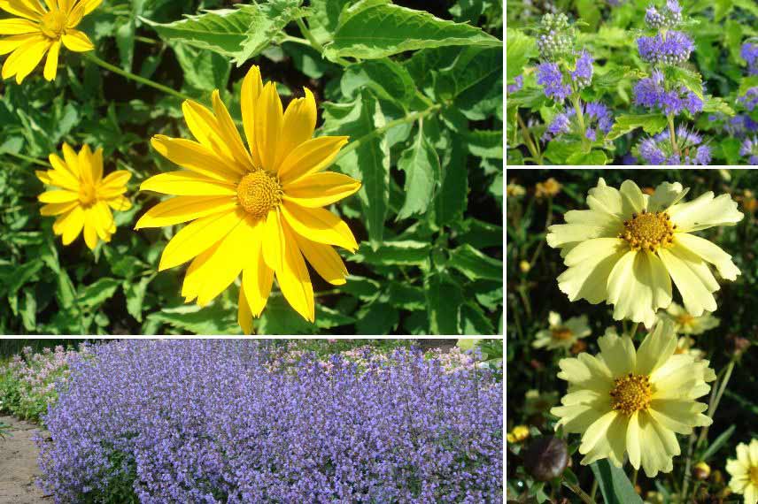 association heliopsis au jardin