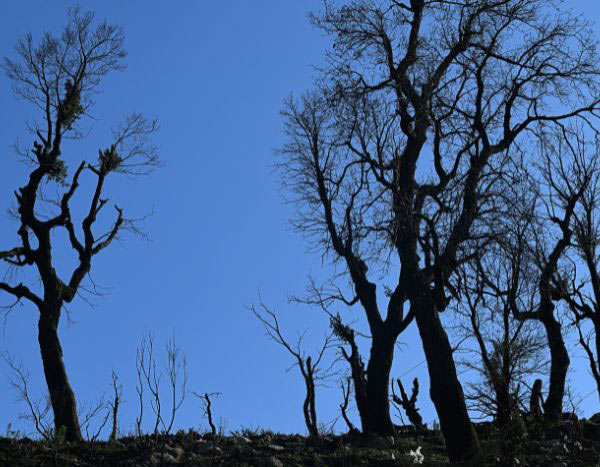 Un an après l'incendie... comment la nature renaît