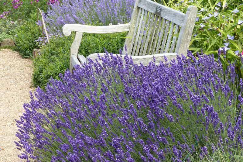 Lavandula angustifolia pour infusion