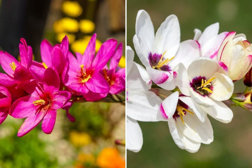 culture ixia, lis des blés en pot, bac, jardinière