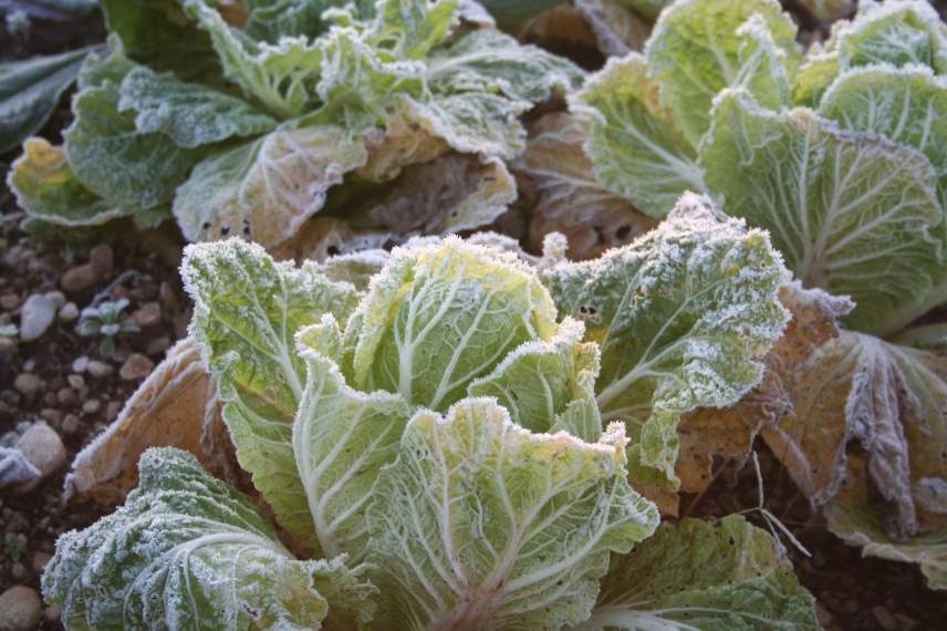 gelées tardives au potager - 1