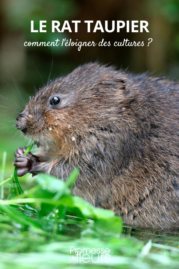 Lutter contre les rats taupiers ou campagnols - Promesse de Fleurs