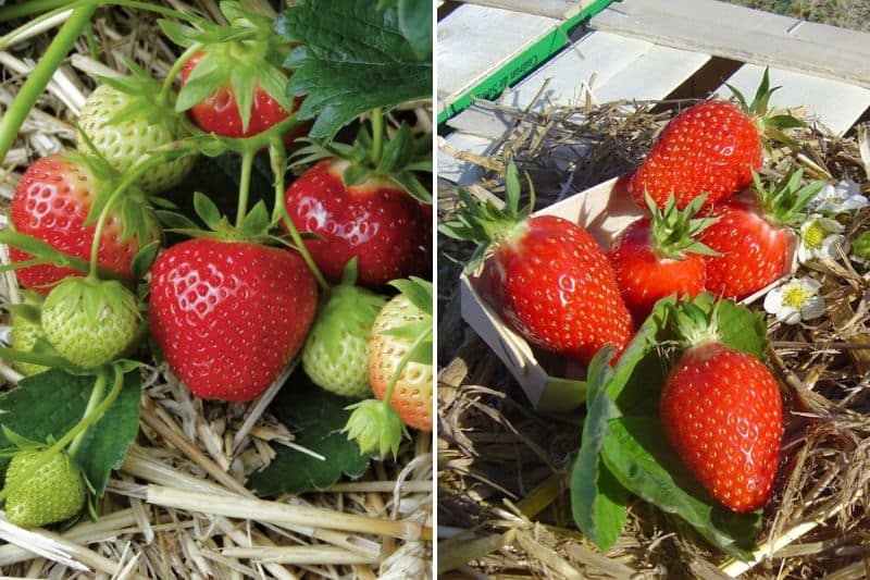 les fraisiers mara des bois et gariguette