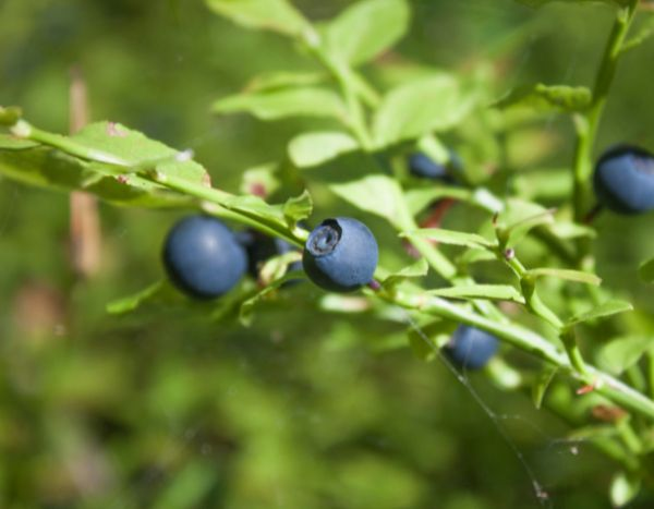 Comment bouturer un myrtillier ?