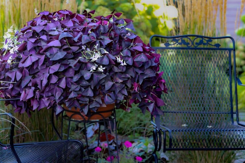 oxalis en pot sur une terrasse