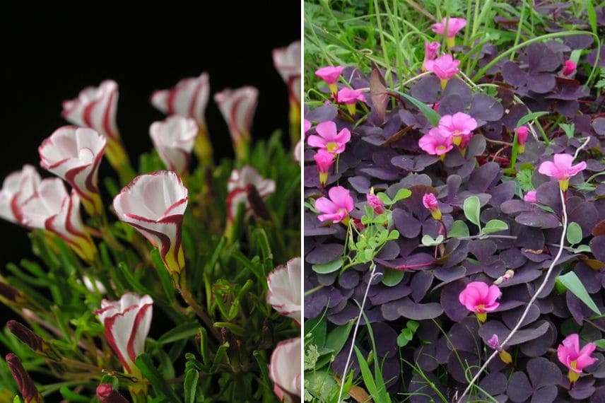 Oxalis versicolor - Oxalis purpurea 'Garnet'