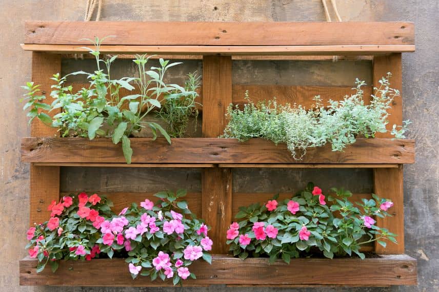 recycler au jardin - un mur végétal avec une palette et des plantes