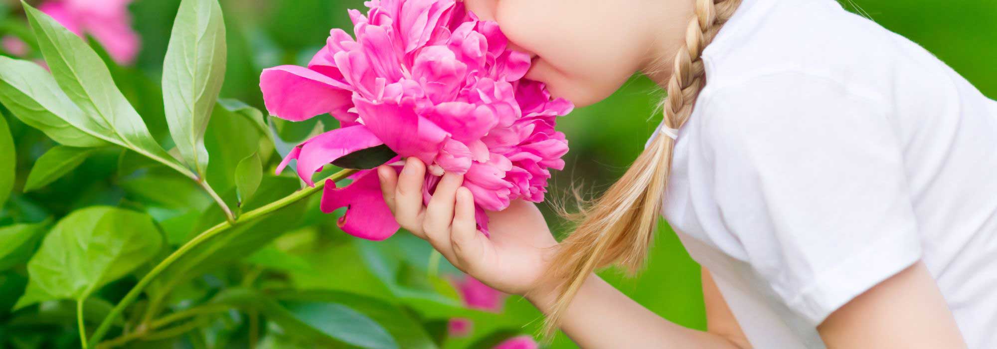 Un jardin parfumé toute l’année