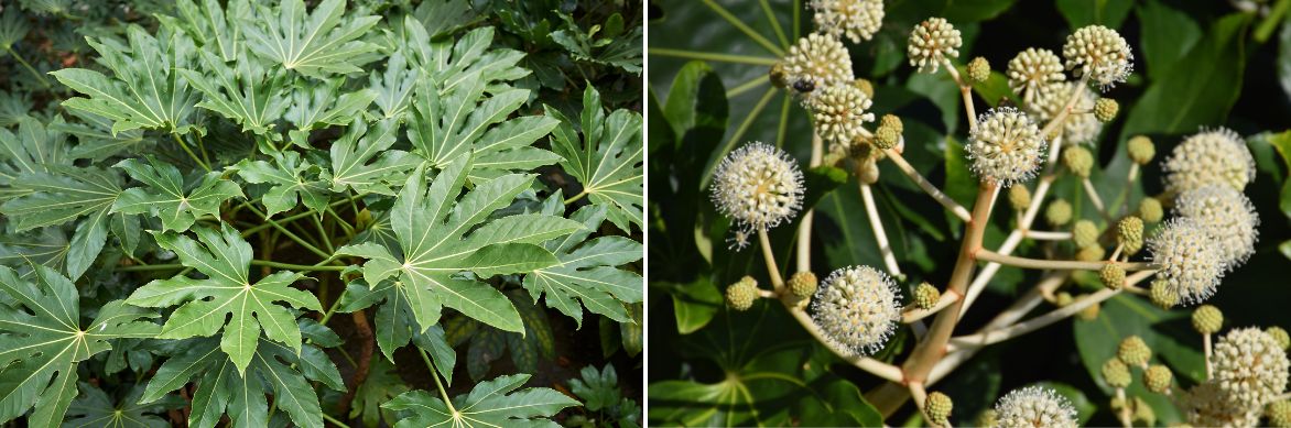 cultiver le fatsia japonica, faux-aralia 