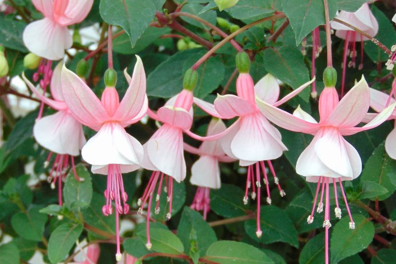 comment pincer les fuchsias