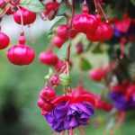 Comment pincer les fuchsias pour avoir plus de fleurs ?