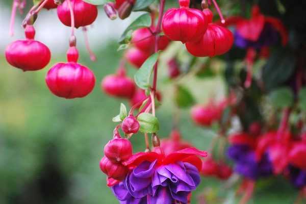 Comment pincer les fuchsias pour avoir plus de fleurs ?