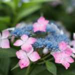 Les plantes voyageuses : l'hortensia
