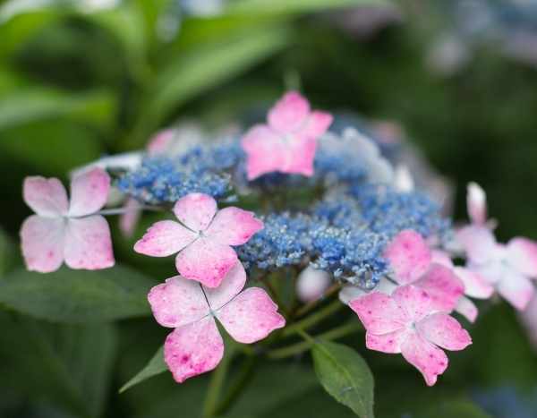 Les plantes voyageuses : l'hortensia