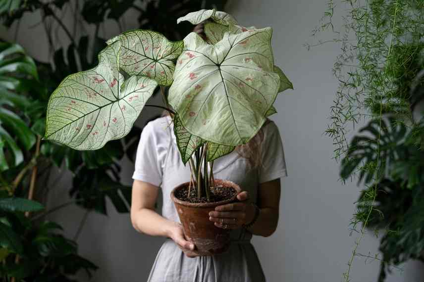 planter caladium, bulbe caladium, planter bulbe caladium