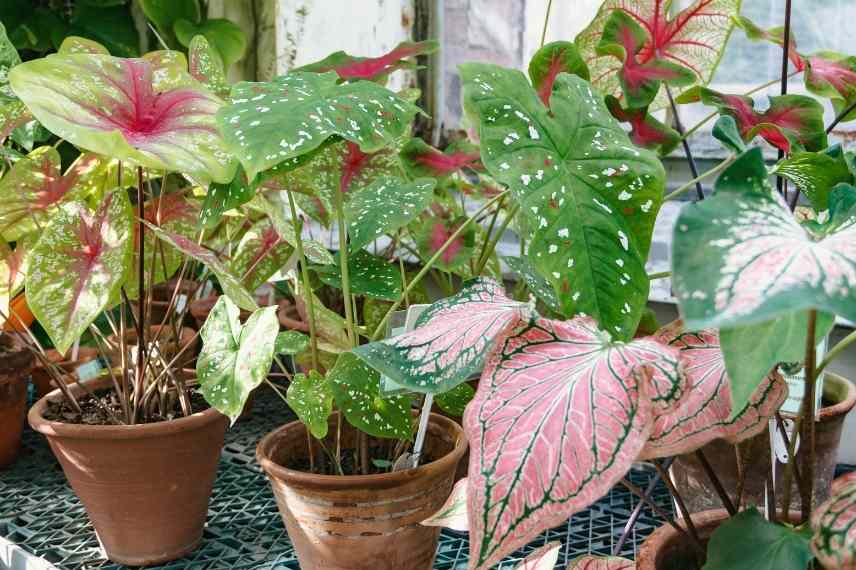 planter caladium, bulbe caladium, planter bulbe caladium