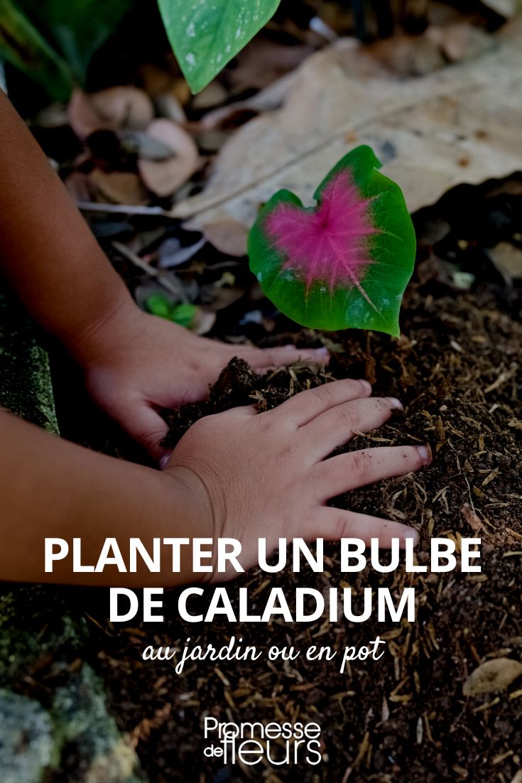 planter un bulbe de caladium