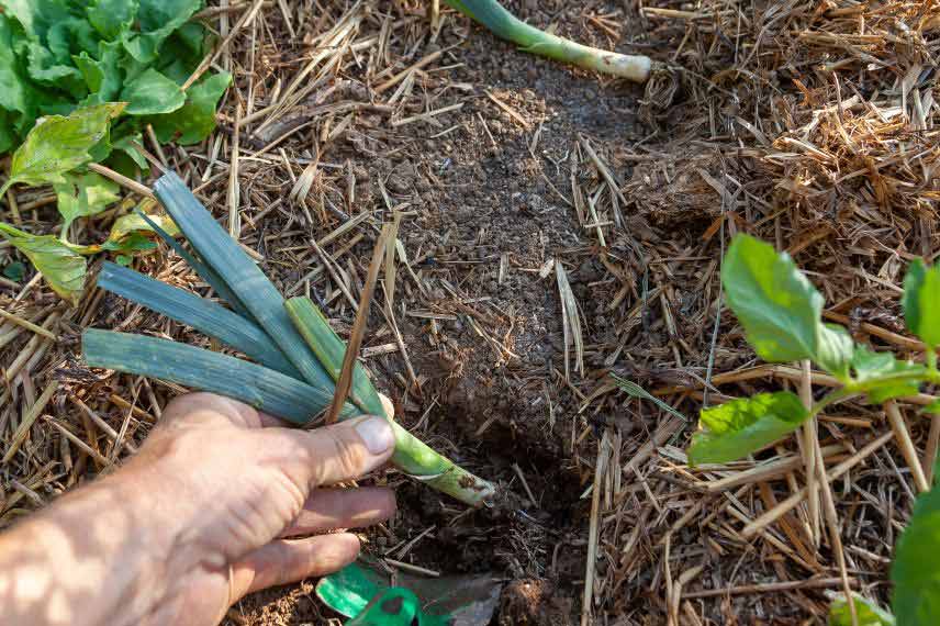 jardinage potager aout