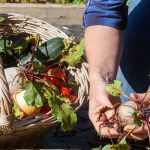 Le calendrier potager - Août