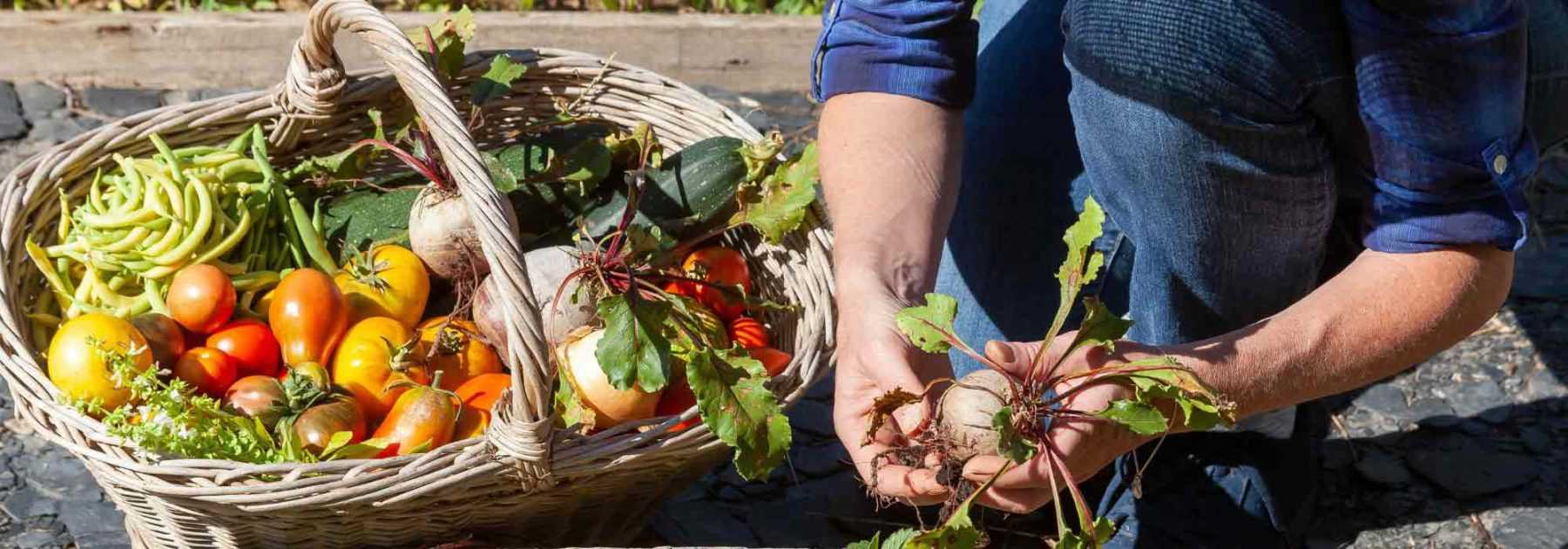 Le calendrier potager - Août