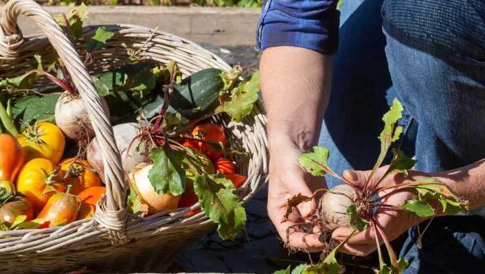 Le calendrier potager - Août