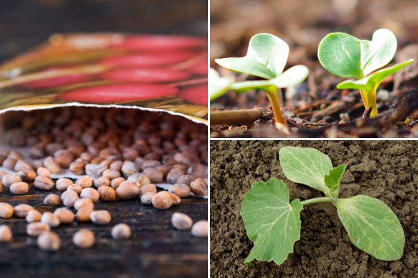 potager juillet semis