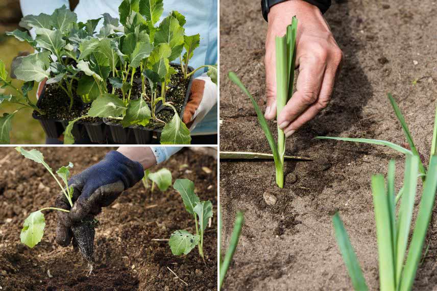 potager juillet repiquage